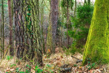 Drzewa w lesie w słoneczny dzień o poranku i wschodzi słońca