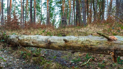 Drzewa w lesie w słoneczny dzień o poranku i wschodzi słońca