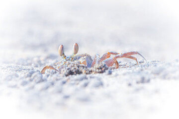 The Ghost Crab