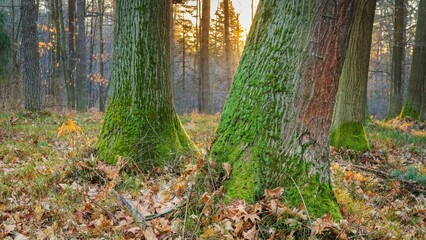 Drzewa w lesie w słoneczny dzień o poranku i wschodzi słońca