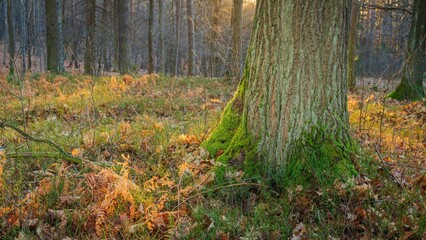 Drzewa w lesie w słoneczny dzień o poranku i wschodzi słońca