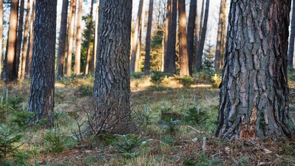 Drzewa w lesie w słoneczny dzień o poranku i wschodzi słońca