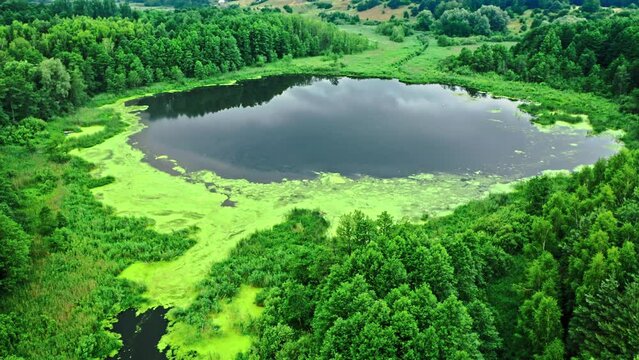 Amazing river and green algae in summer.