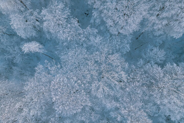 Bird's-eye top down view of snow covered forest and frosty tree tops. Fly over frozen winter forest with snow covered trees. Coniferous forest in winter.
