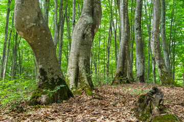 美人林の日差し