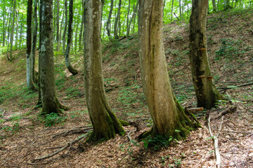 美人林のブナ林