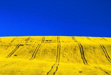 Ukraine flag. Blue sky and yellow filed