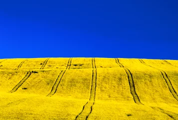 Zelfklevend Fotobehang Vlag van Oekraïne. Blauwe lucht en geel ingediend © Jaroslav Moravcik