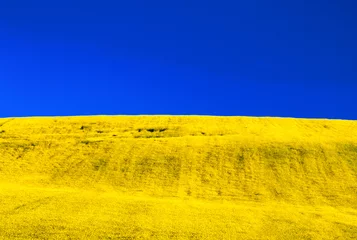 Foto op Aluminium Vlag van Oekraïne. Blauwe lucht en geel ingediend © Jaroslav Moravcik