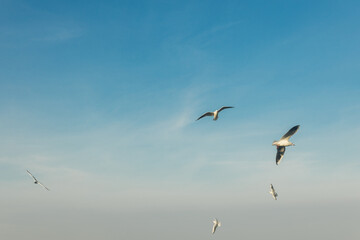 Seagulls flying high in the wind against the blue sky and white clouds, a flock of white birds.