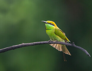 Green Bee Eater