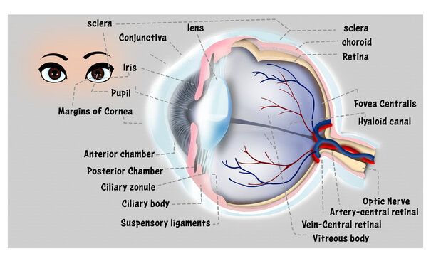 eyes indexed science art vision