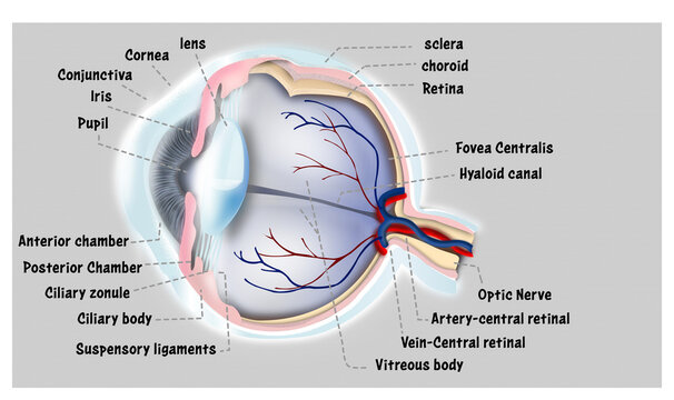 eyes indexed medical science illustration