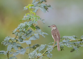 Brown Prinia