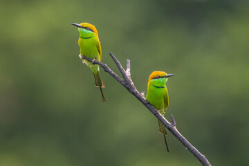 Green Bee Eaters