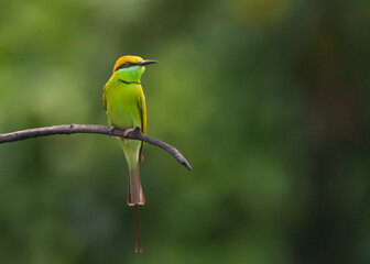 Green Bee Eater