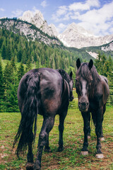 Fototapeta na wymiar Two black Friesian horses standing in green pasture in Alps in Austria