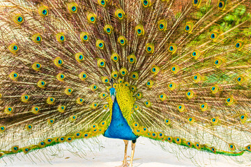 Obraz premium portrait peacock with open tail