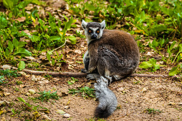 ring tailed lemur sitting on the ground