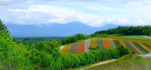 北海道、美瑛町、夏の四季彩の丘の風景	
