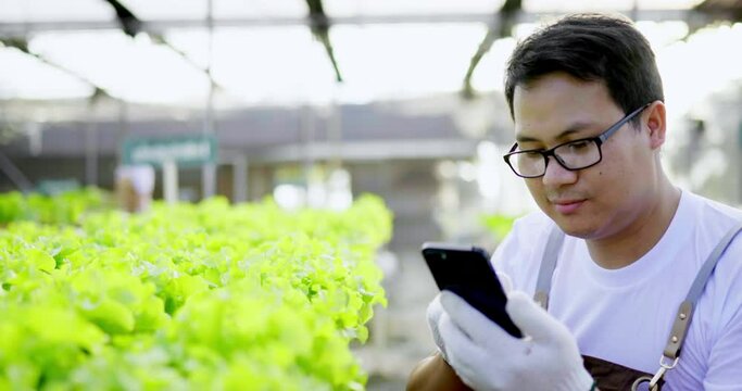 Close up shot, Young Asian farmer uses a mobile phone to photograph green oak in greenhouse, organic hydroponics vegetable farm in the background.