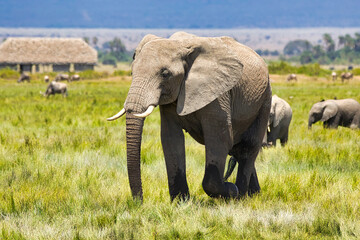 Fototapeta na wymiar African elephants, Loxodonta africana, wandering through Amboseli Natioanl Park.