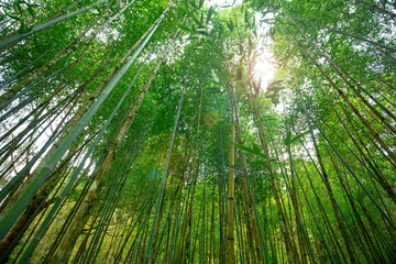 Taiwan, Yilan County, forest, mountain lake, Mingchi, recreation area, bamboo forest