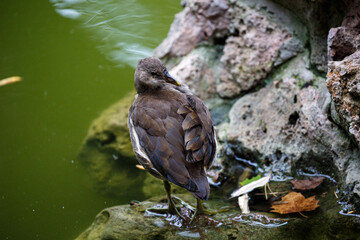 Close-up of bird in park