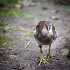 Close-up of bird in park