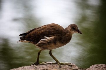 Close-up of bird in park