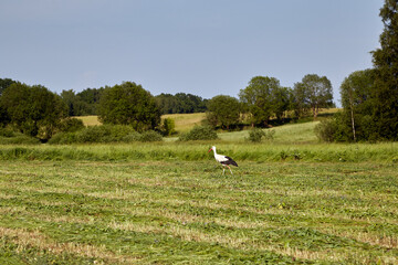 A stork walks through a mowed field