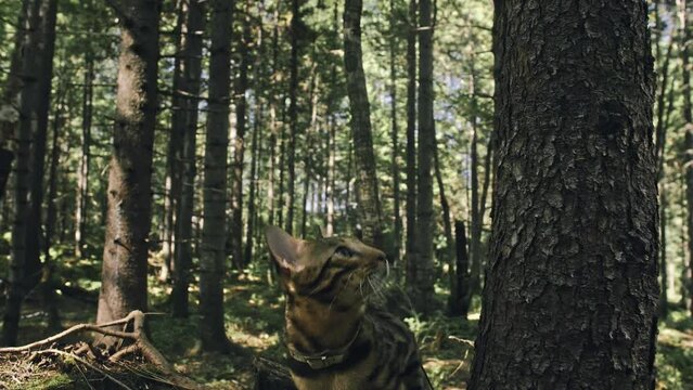 One cat in a city park. Bengal wildcat walk on the forest in collar. Asian Jungle Cat or Swamp or Reed. Domesticated leopard cat hiding, hunting and playing in grass. Domestic cat in outdoor nature.