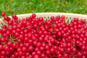 viburnum berries in a basket on the grass