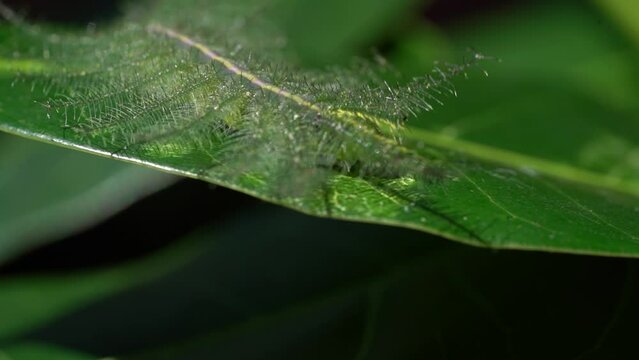 Euthalia aconthea, The Common Baron Caterpillar Crawling on a Leaf - Macro Selective Focus