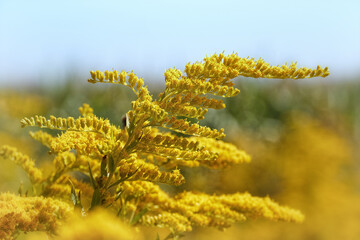 Nahaufnahme der Goldrute, Solidago virgaurea, mit Bienen an den Blüten