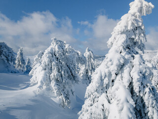 A frosty and sunny day is in mountains. Kopaonik National Park, winter landscape in the mountains, coniferous forest covered with snow. Spruce after snowfall