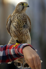 Faucon apprivoisé pour les touristes