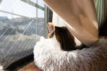 窓辺の猫　キジトラ白