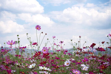 Obraz na płótnie Canvas Colorful cosmos bipinnatus flowers blooming in garden on clouds sky mountains background