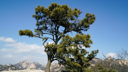 The majesty of pine trees growing on ridges and rocks.
