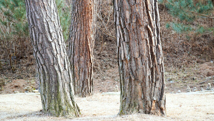 The orderly appearance of the base of the pine tree and the bark of the tree.