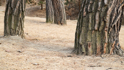 The orderly appearance of the base of the pine tree and the bark of the tree.
