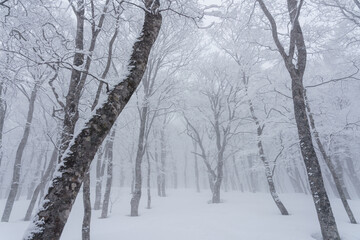 厳冬のブナの森