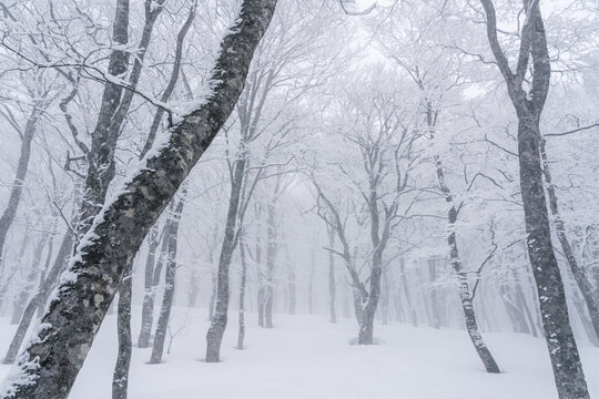 厳冬のブナの森 © Kazuo Katahira