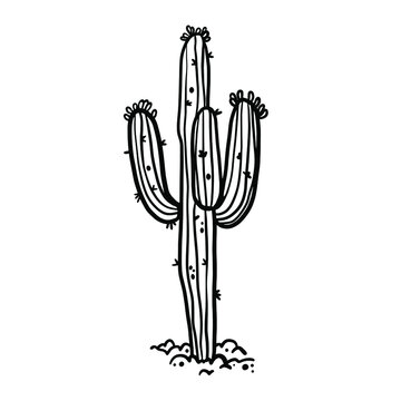 Succulent cactus desert plant hand drawn in monochrome black and white vector illustration. Botanical giant trees with thorns, needles.