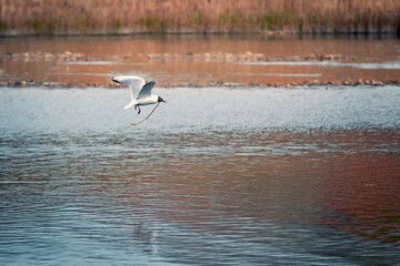 Black Headed Gull flying over lake with nesting material