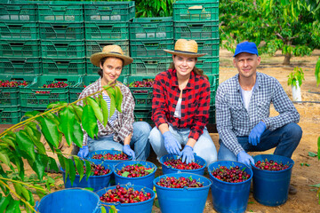 Portrait of three positive hardworking farmers sitting in a fruit nursery with cherries collected in buckets and ..crates