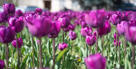 Fototapeta premium purple flowers of fresh holland tulips in field. selective focus