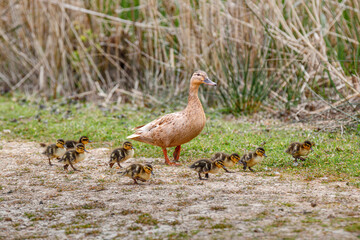 Mum duck with baby chic's 