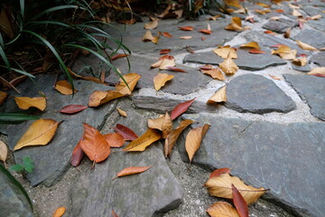 道に落ちた落ち葉。秋の風景。イメージ。